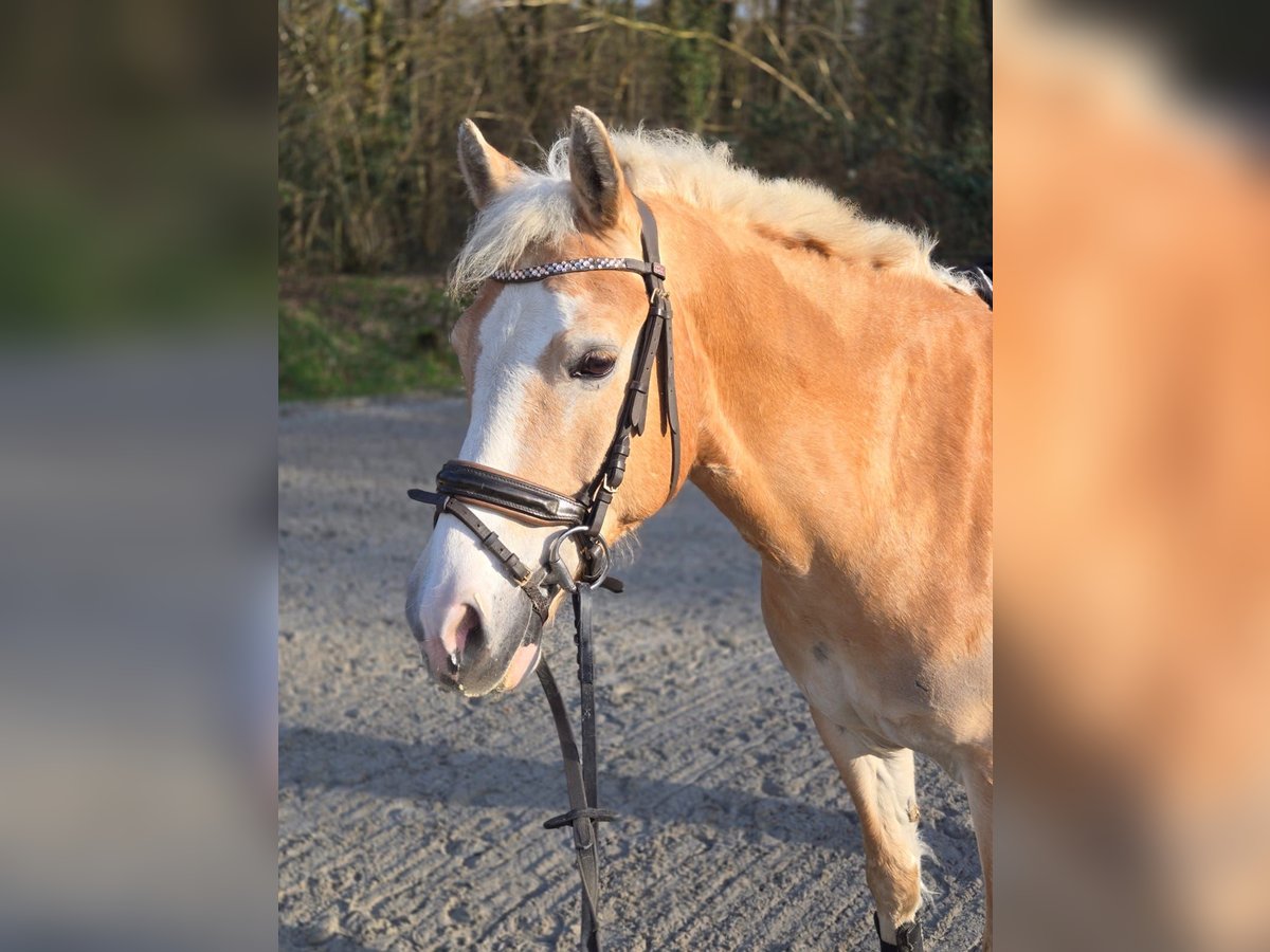 Haflinger Mix Gelding 11 years 14,2 hh Dun in Hilden