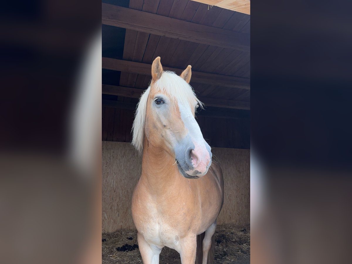 Haflinger Gelding 12 years 14,2 hh in Weinzierl