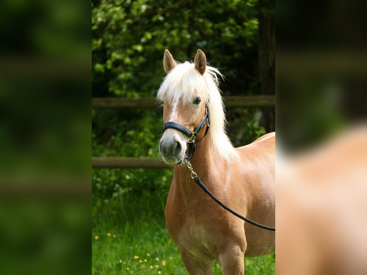 Haflinger Gelding 13 years 13,1 hh Chestnut-Red in München