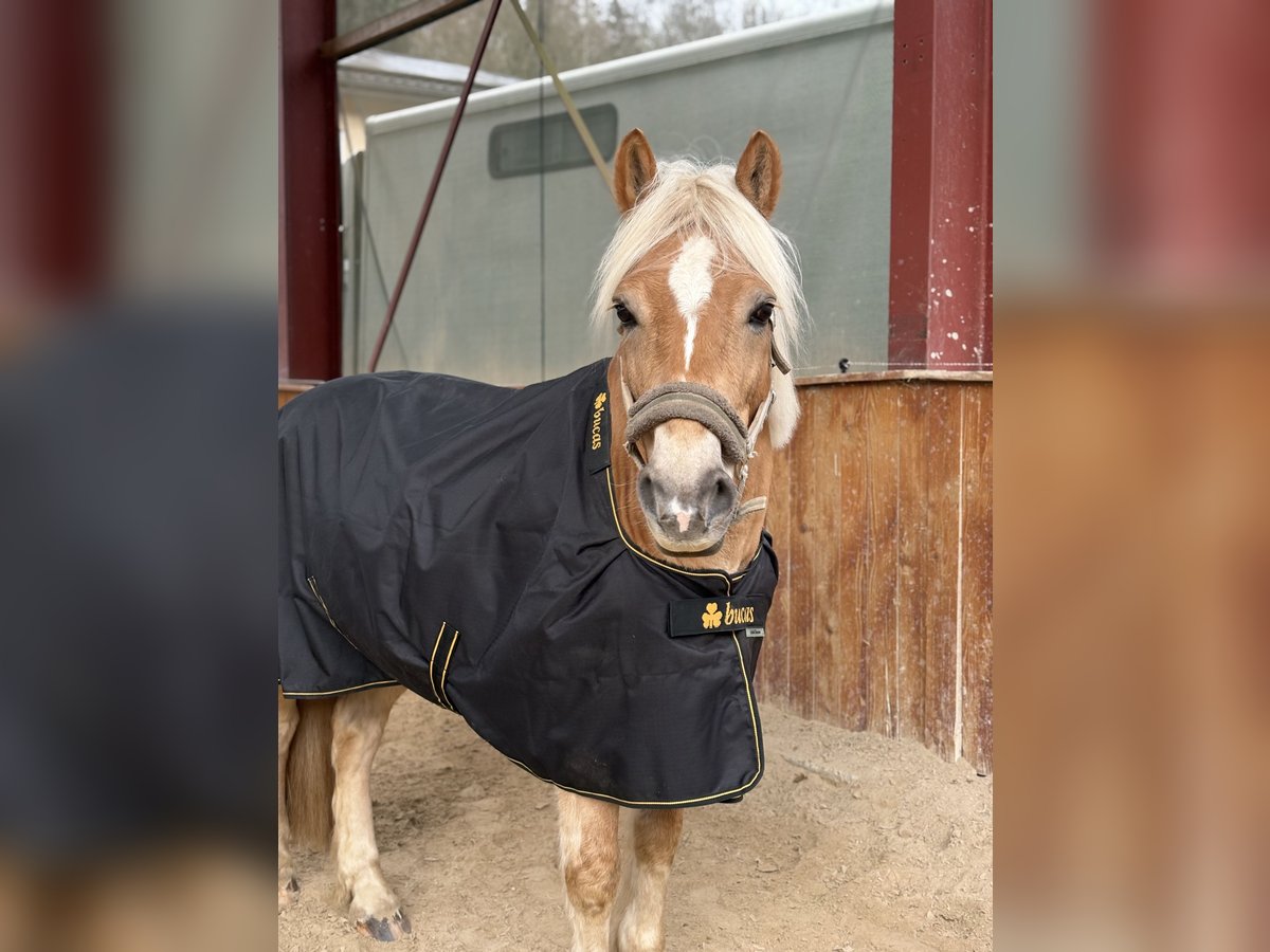 Haflinger Gelding 13 years 13,2 hh in Lemberg