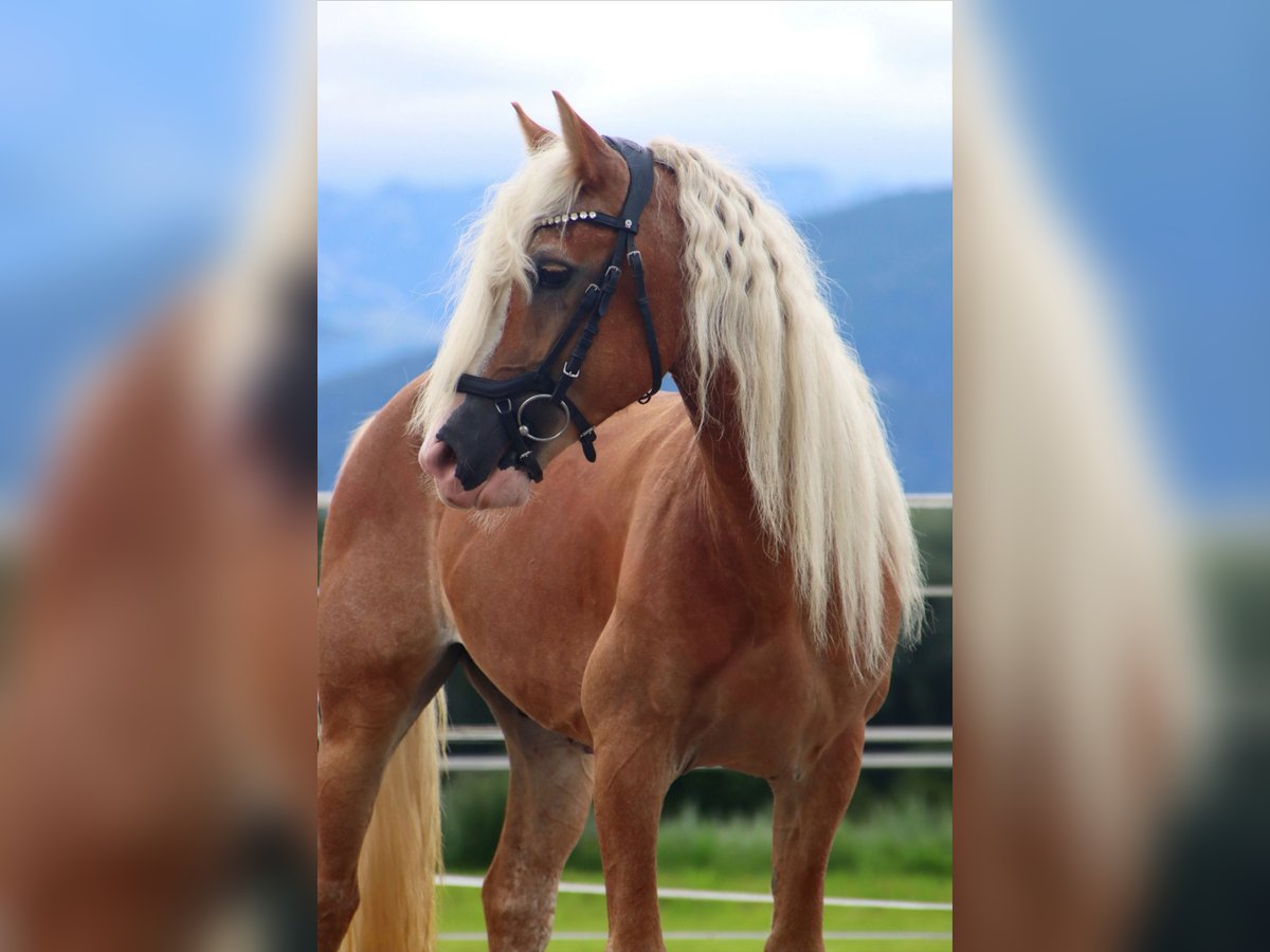 Haflinger Gelding 13 years 13,1 hh Chestnut-Red in Kirchbichl