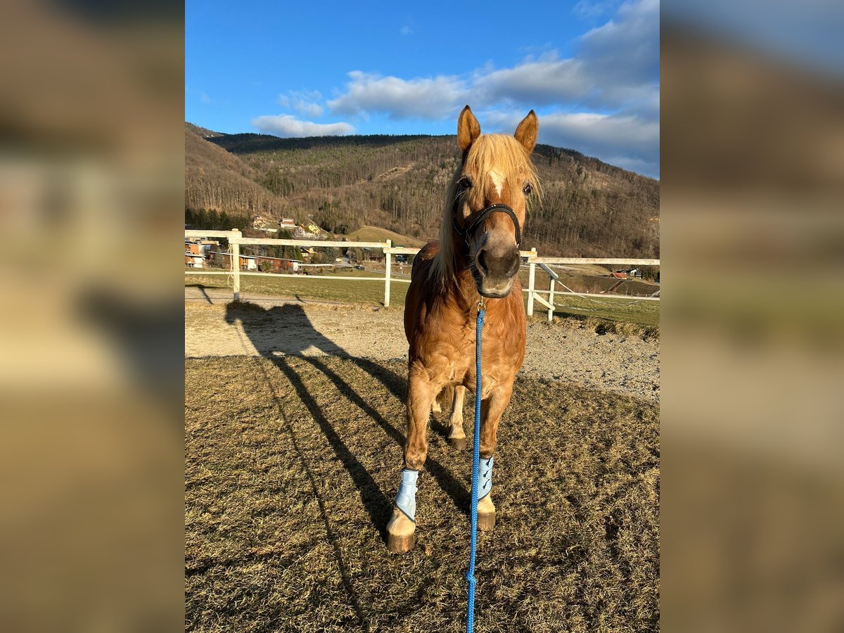 Haflinger Gelding 13 years 14,1 hh Brown-Light in Graz,12.Bez.:Andritz