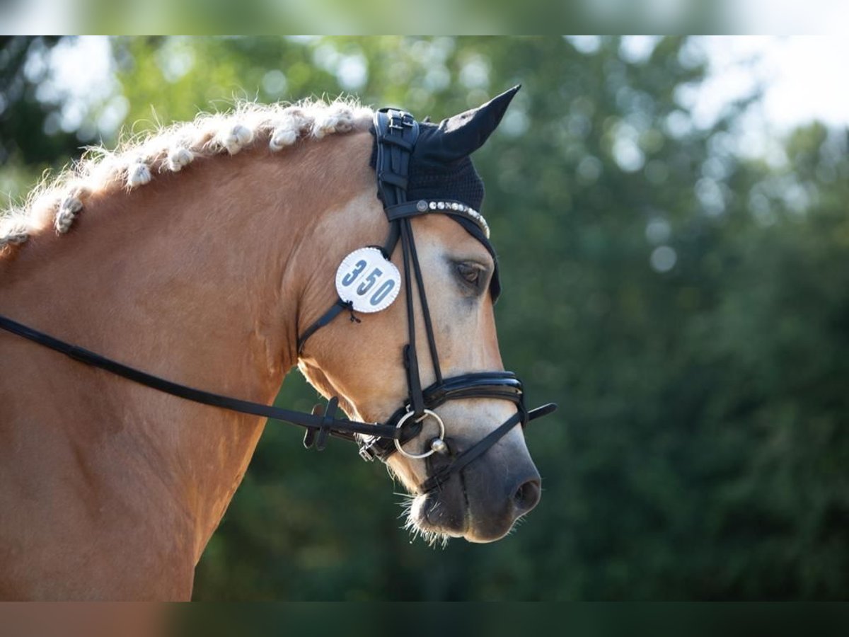 Haflinger Gelding 13 years 14,2 hh Brown-Light in Berschweiler