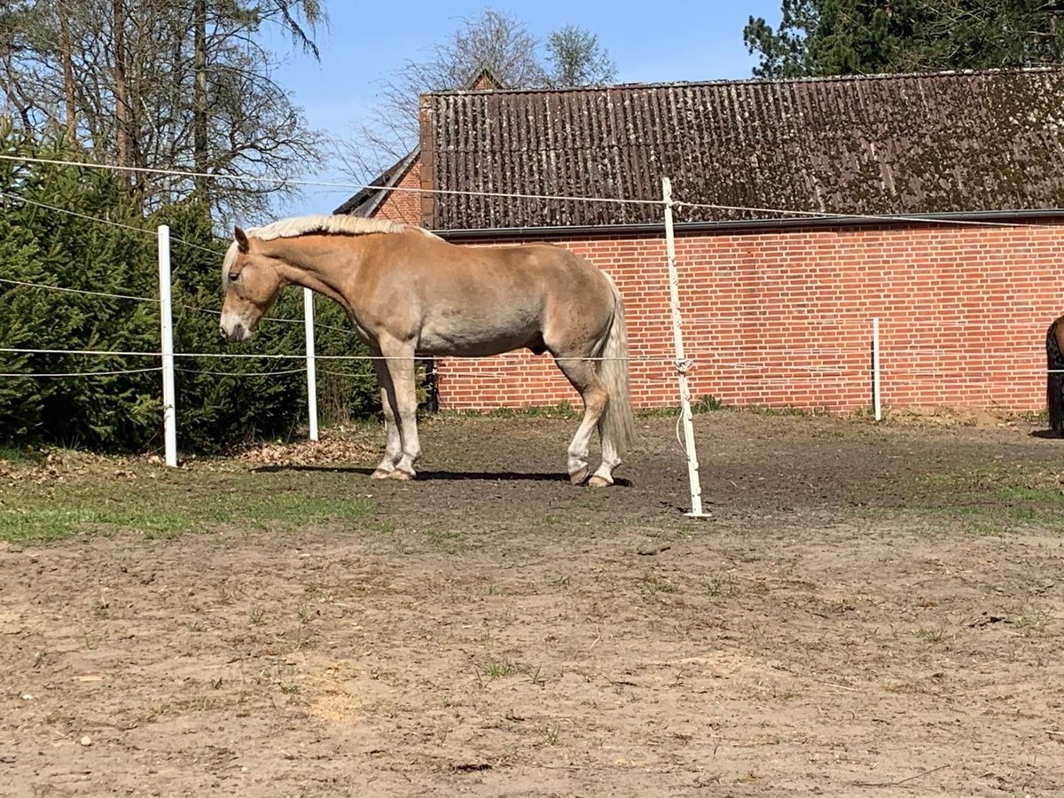 Haflinger Gelding 13 years 14,2 hh Palomino in Obernholz Haflinger Gelding 13 years 14,2 hh Palomino in Obernholz