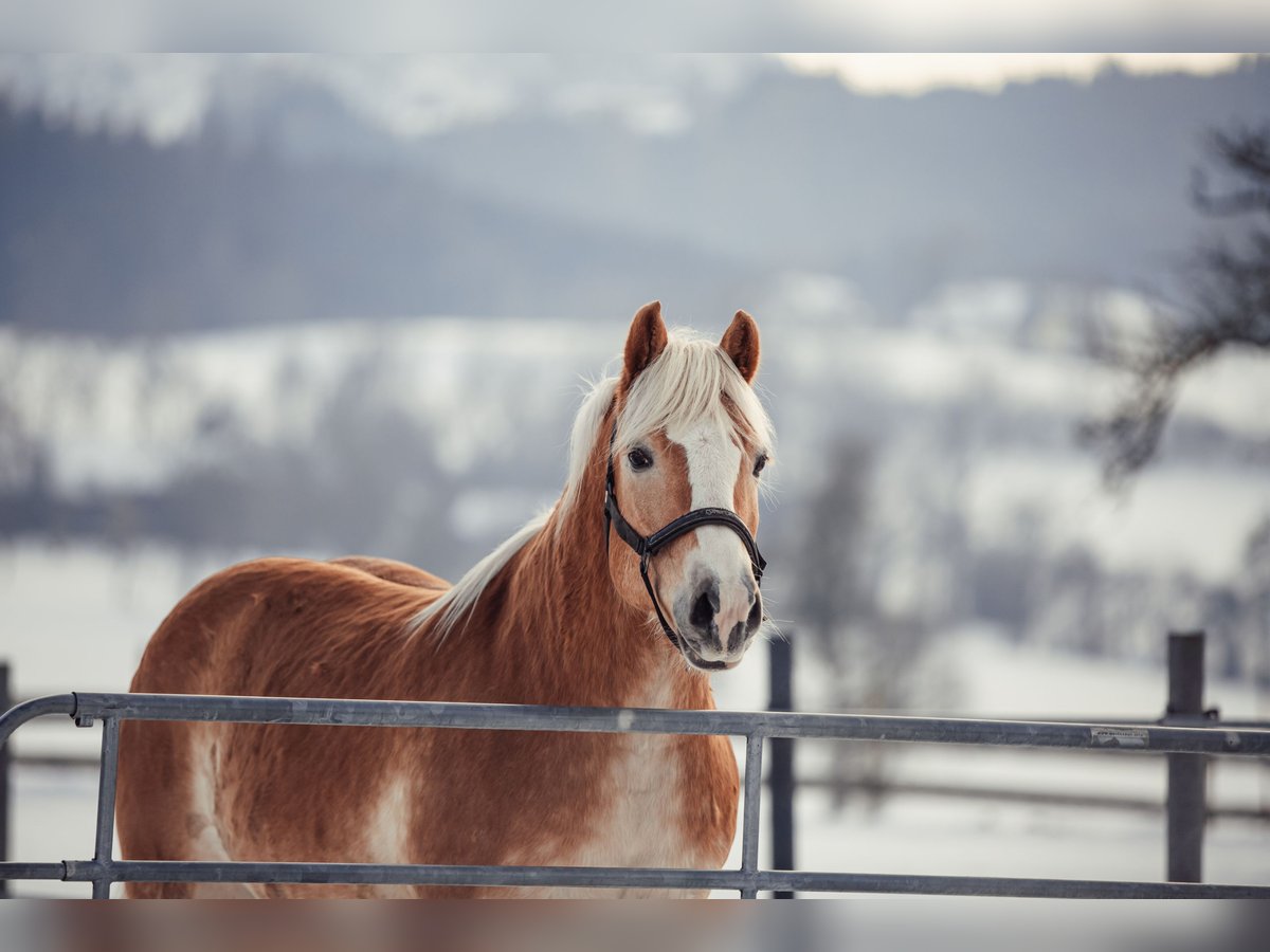 Haflinger Gelding 13 years Dun in Gschwandt