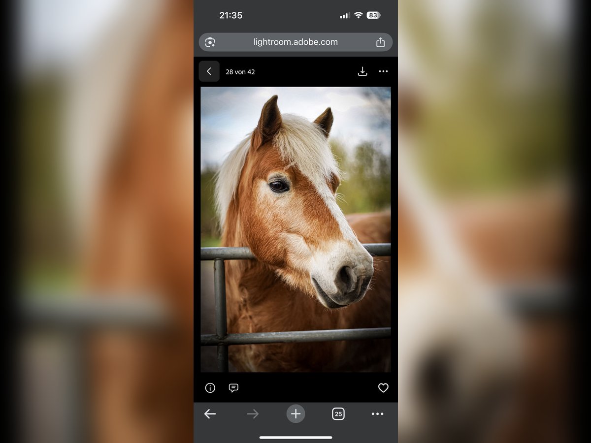 Haflinger Mix Gelding 15 years 13,1 hh Brown-Light in Sassen-Trantow