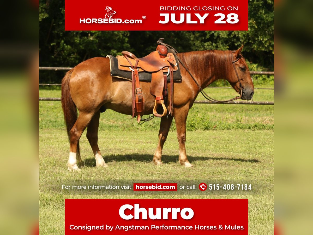 Haflinger Gelding 15 years 13,3 hh Chestnut in Huntsville