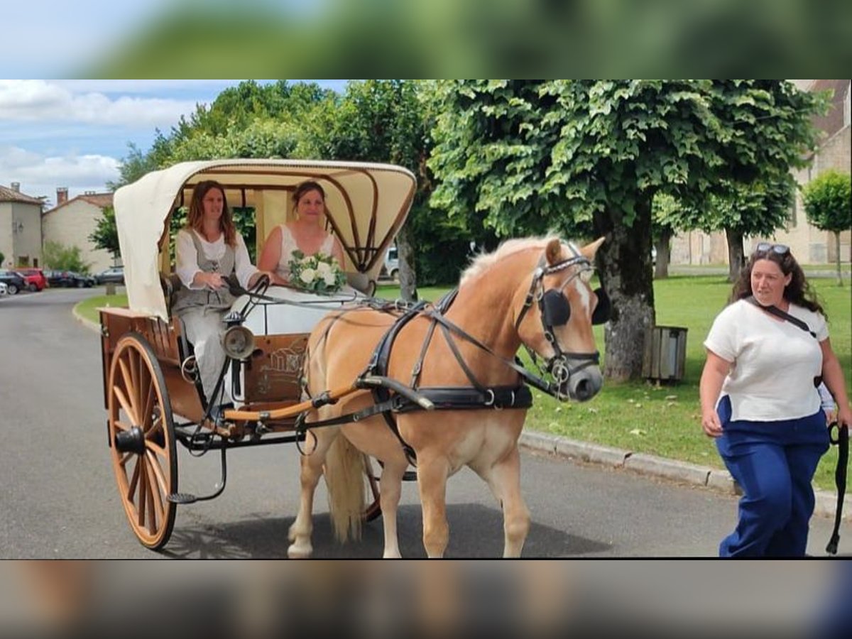 Haflinger Gelding 15 years in Champagne Saint hilaire