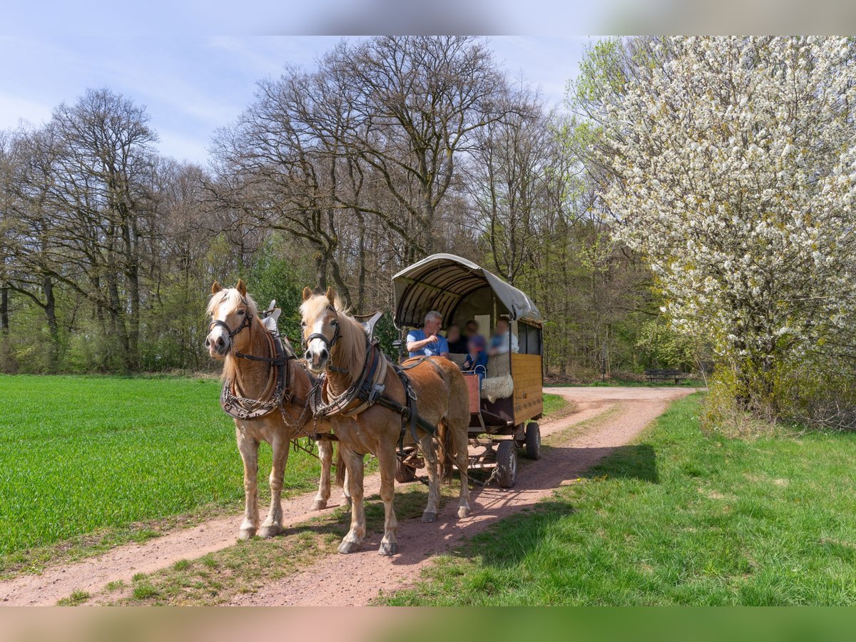 Haflinger Gelding 18 years 15 hh Chestnut-Red in Taben-Rodt