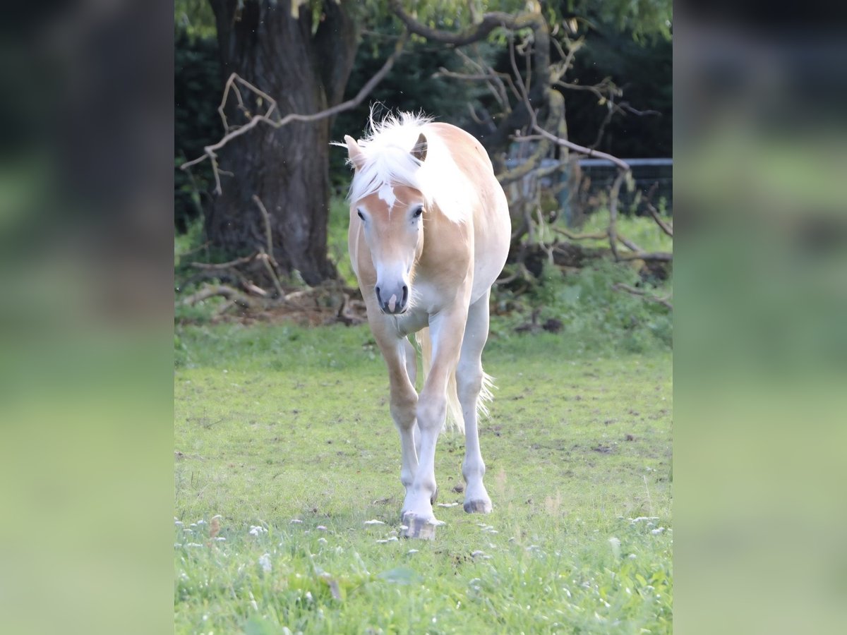 Haflinger Gelding 1 year 14,1 hh Chestnut-Red in GNEWIKOW