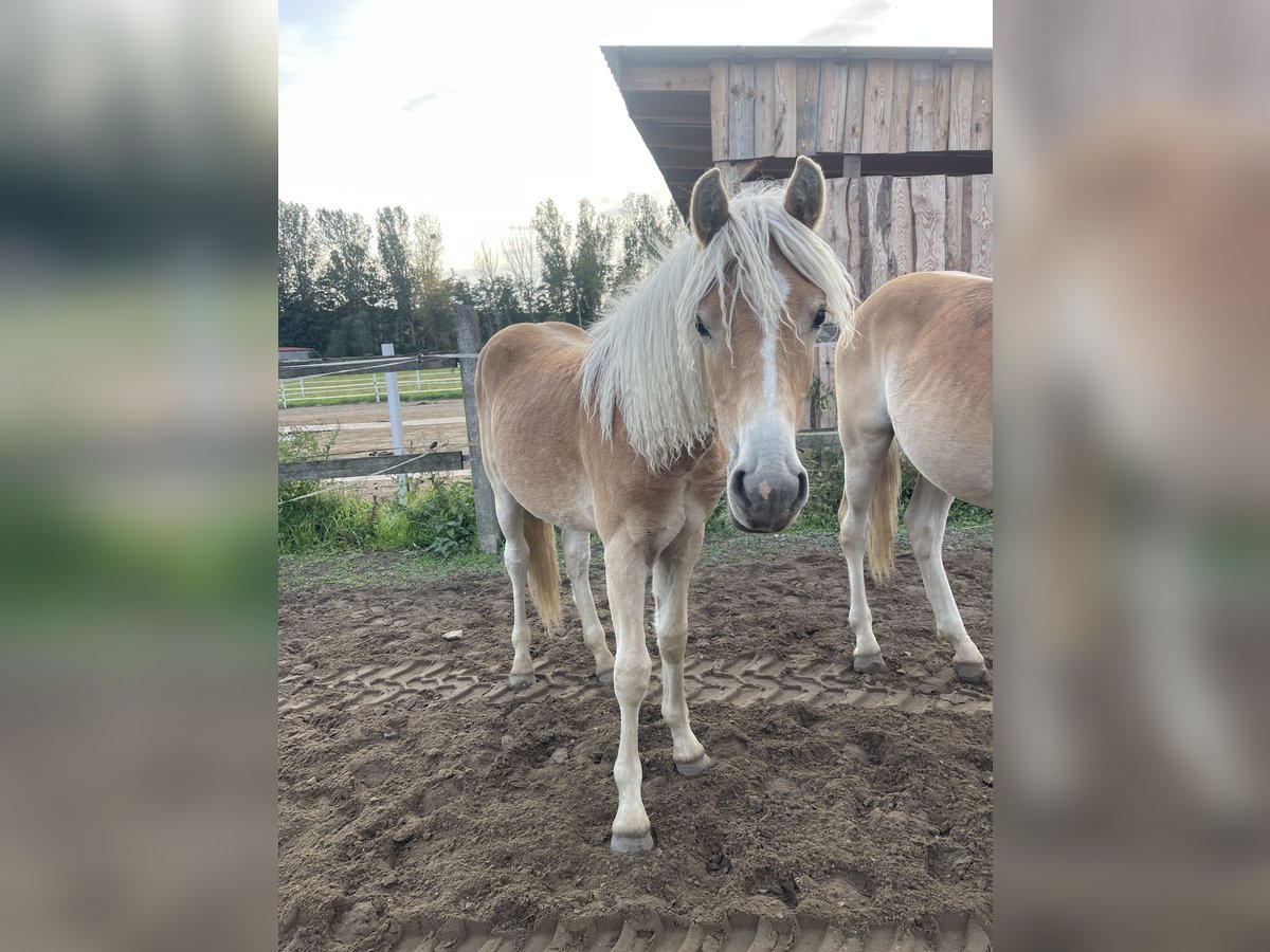 Haflinger Gelding 1 year 14,3 hh in Trebbin