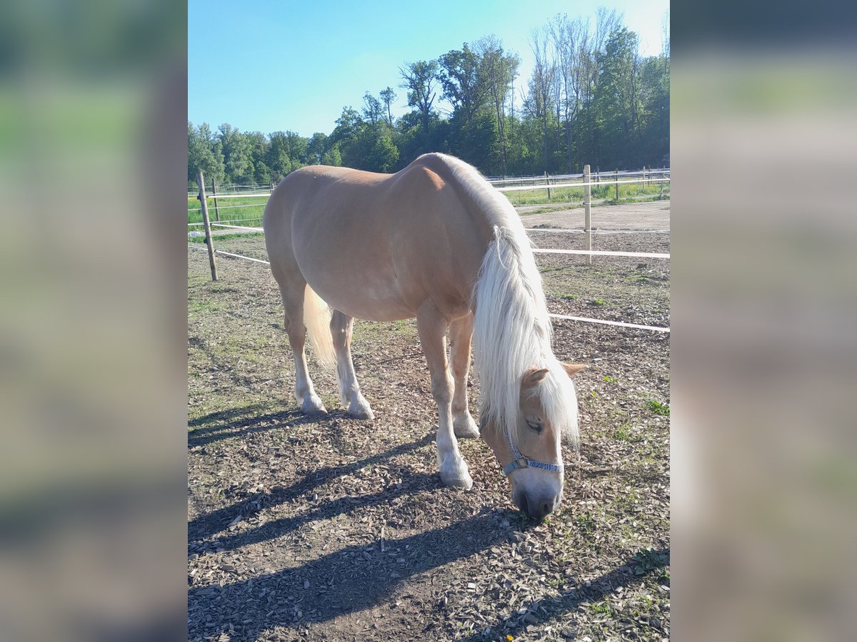 Haflinger Gelding 20 years 14,2 hh Chestnut-Red in Ditzingen