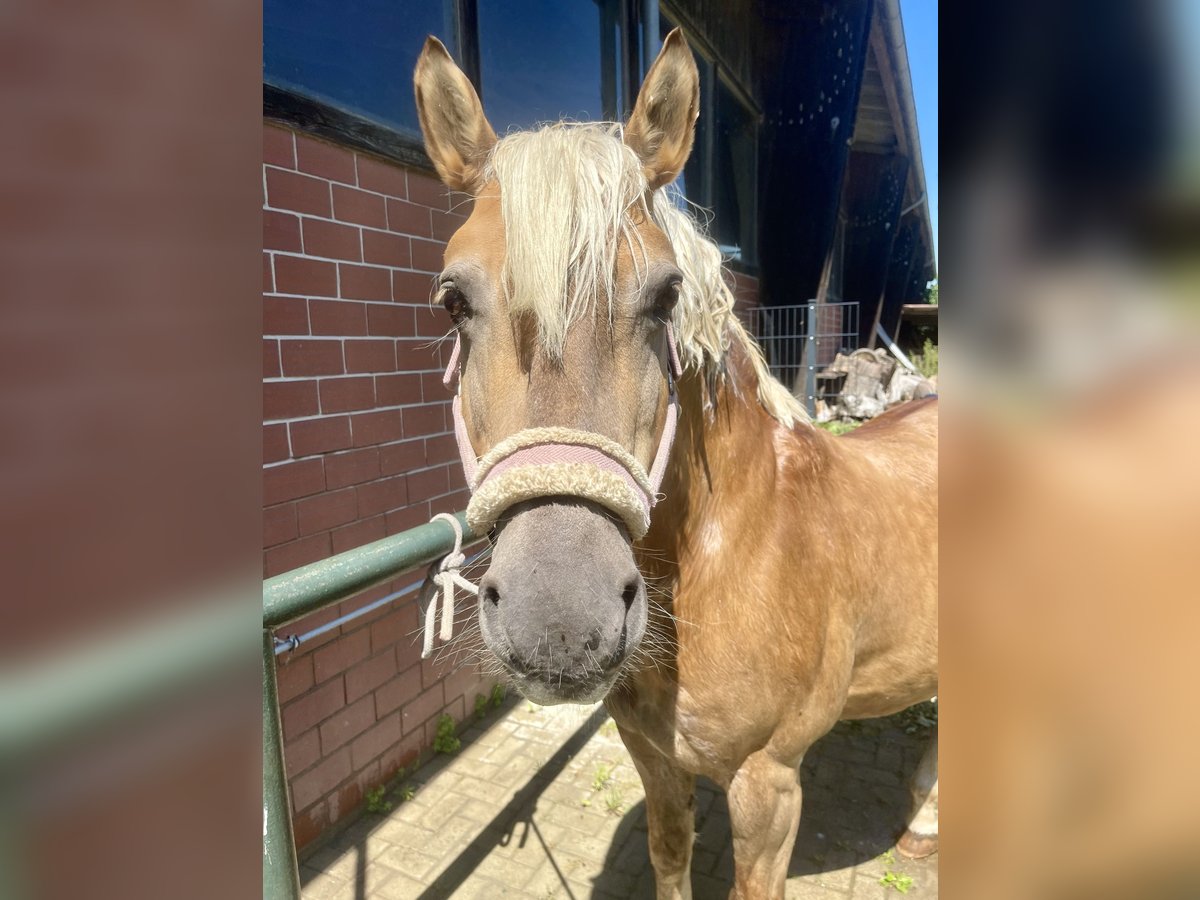 Haflinger Gelding 24 years 15 hh Brown in Garbsen