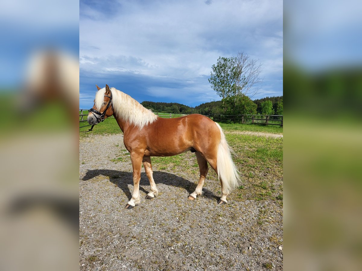 Haflinger Gelding 2 years 14,1 hh Chestnut in Ebersberg