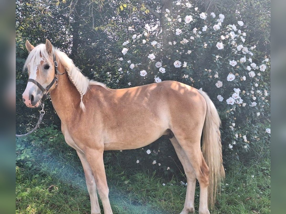 Haflinger Gelding 2 years 14,1 hh Chestnut-Red in Haiming