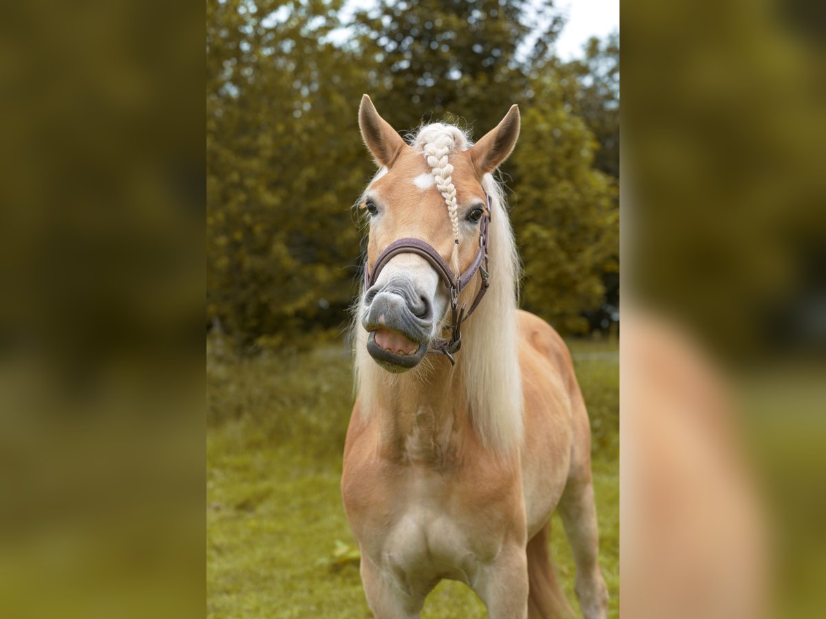 Haflinger Gelding 2 years 15,1 hh in Castrop-Rauxel