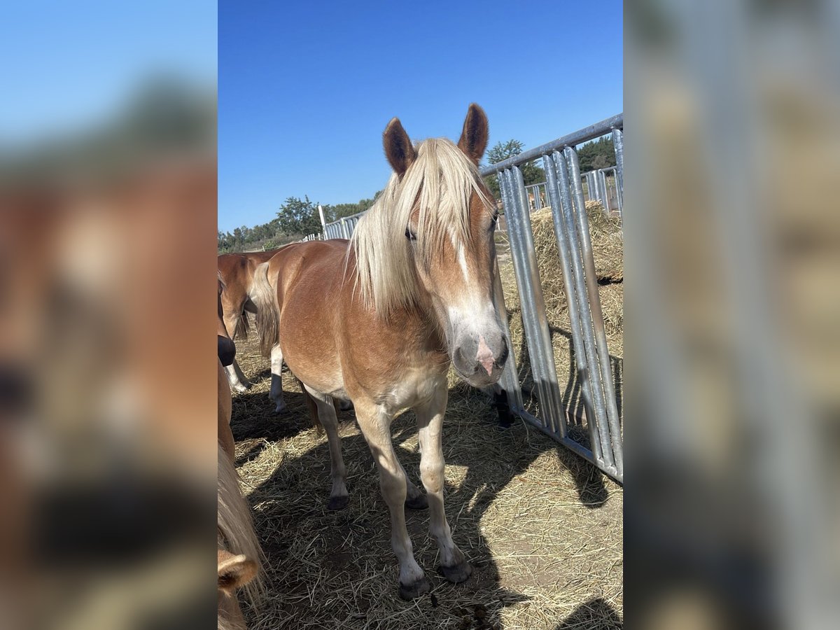 Haflinger Gelding 2 years 15 hh in Trebbin