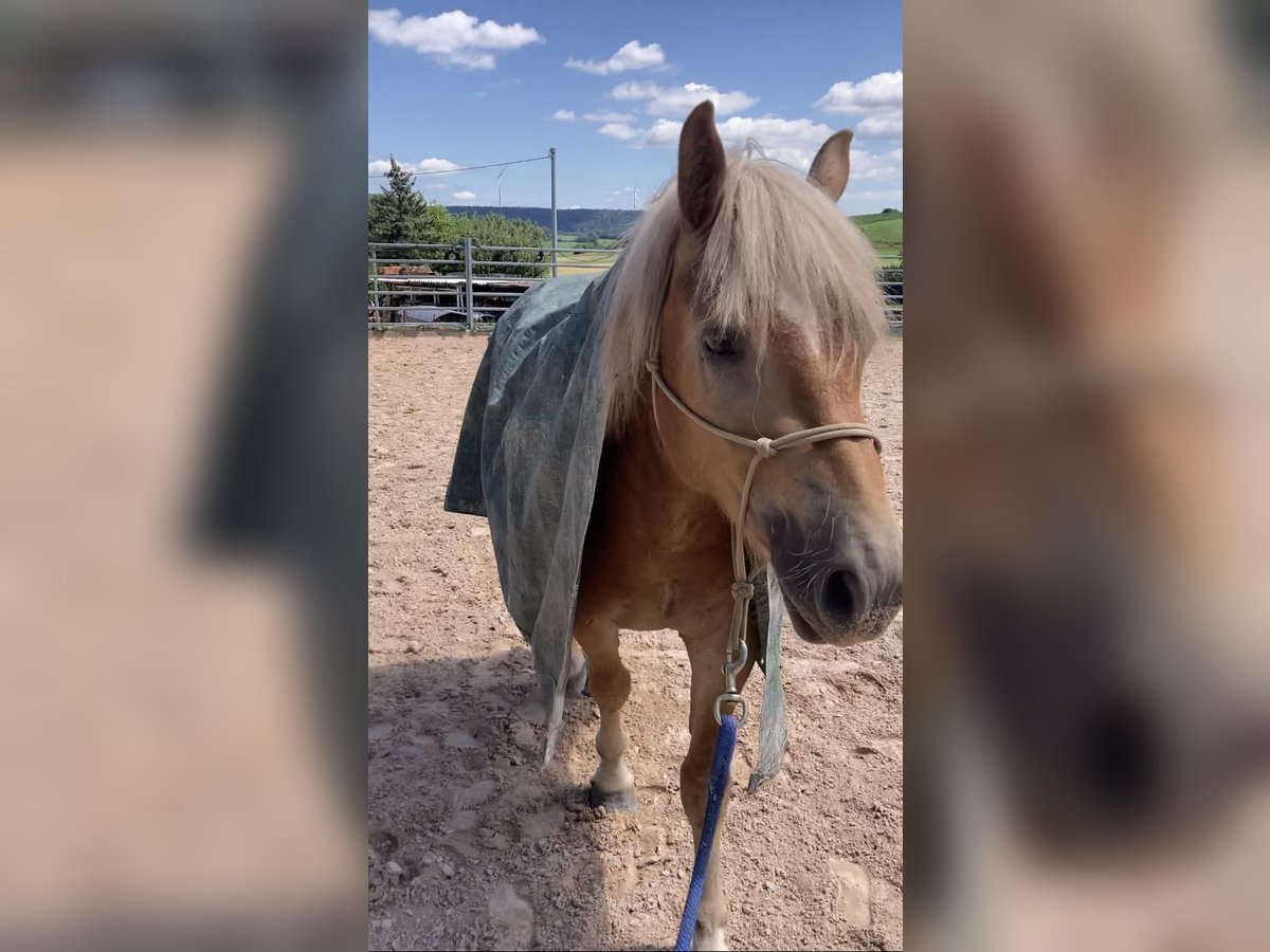 Haflinger Gelding 2 years in Schwäbisch Hall