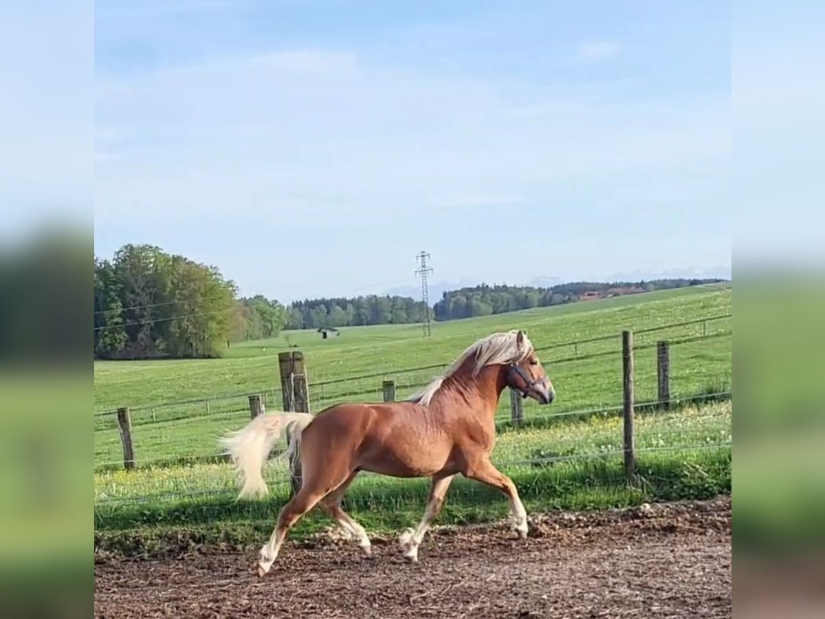 Haflinger Gelding 3 years 14,1 hh Chestnut in Ebersberg