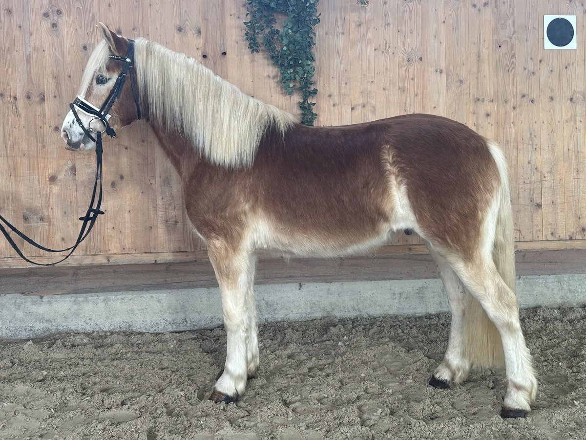 Haflinger Gelding 3 years 14,1 hh Chestnut-Red in Riedlingen