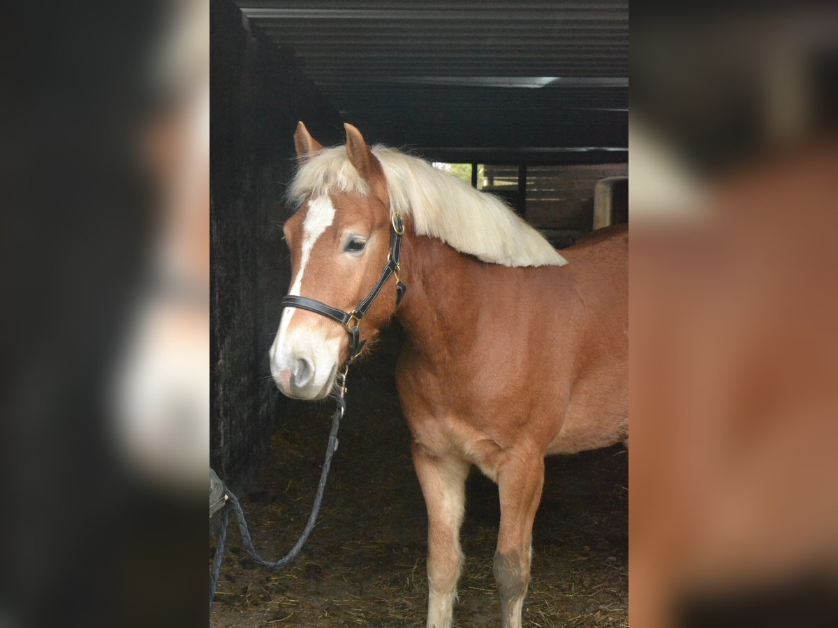 Haflinger Gelding 3 years 14,1 hh Chestnut-Red in Würzburg