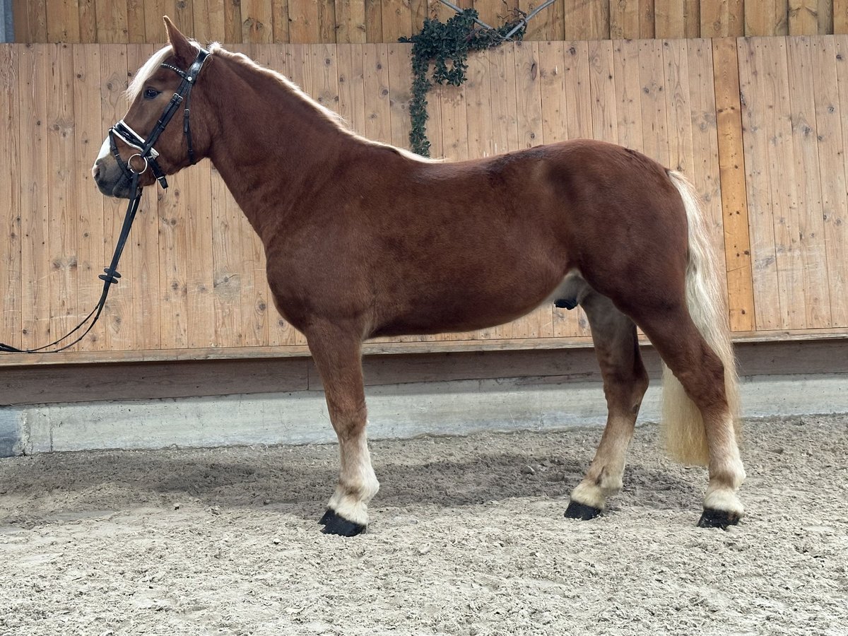 Haflinger Mix Gelding 3 years 14,2 hh Chestnut-Red in Riedlingen