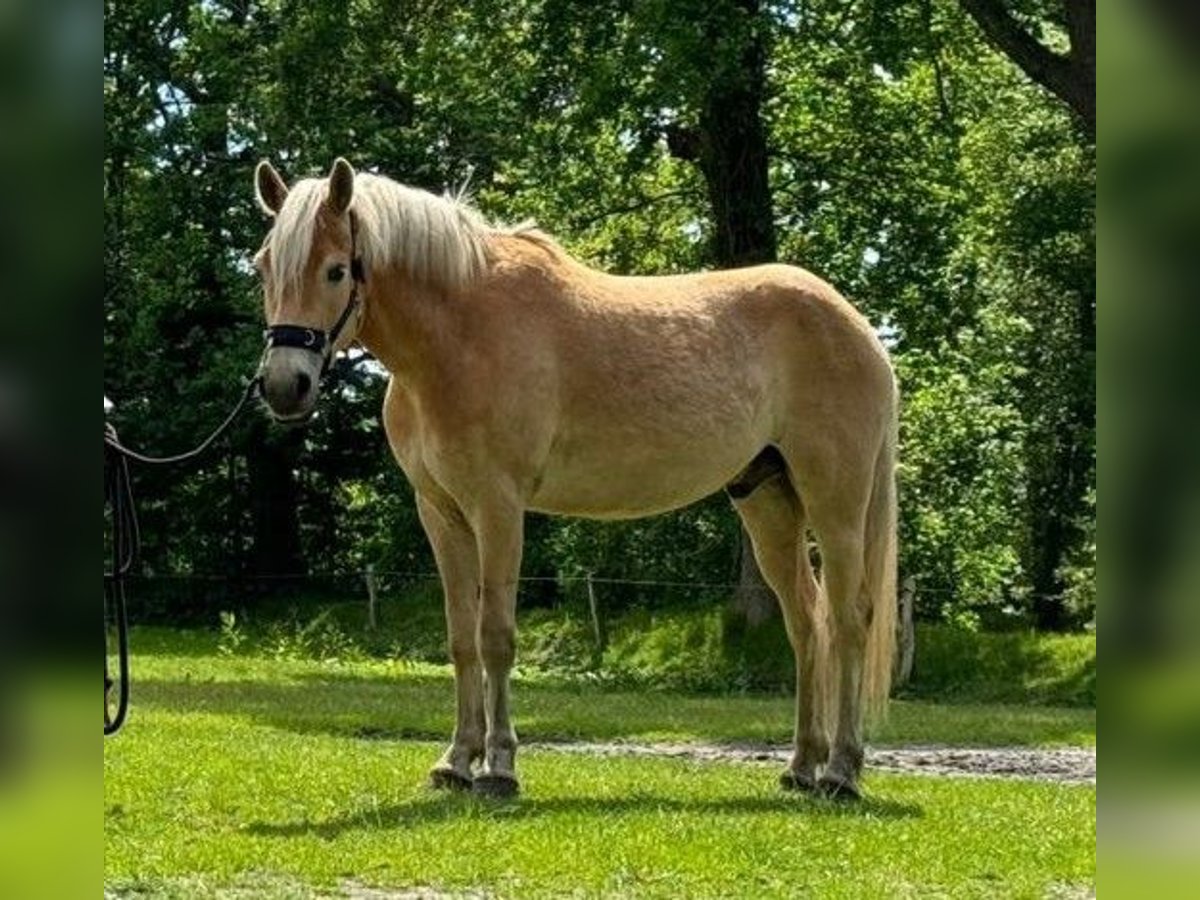 Haflinger Gelding 3 years 14,2 hh Chestnut-Red in Goldebek