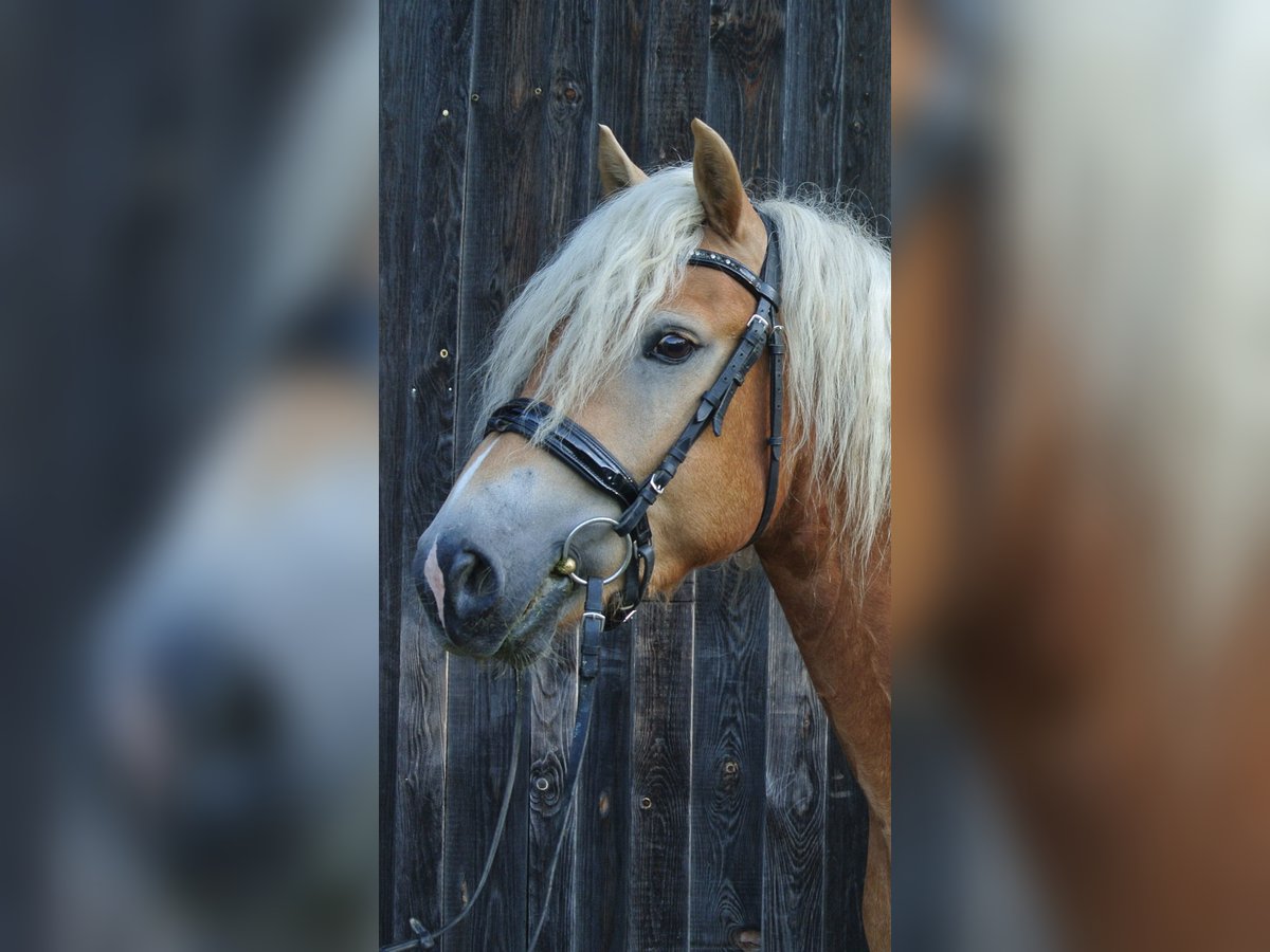 Haflinger Gelding 3 years 14,2 hh in Kottingbrunn