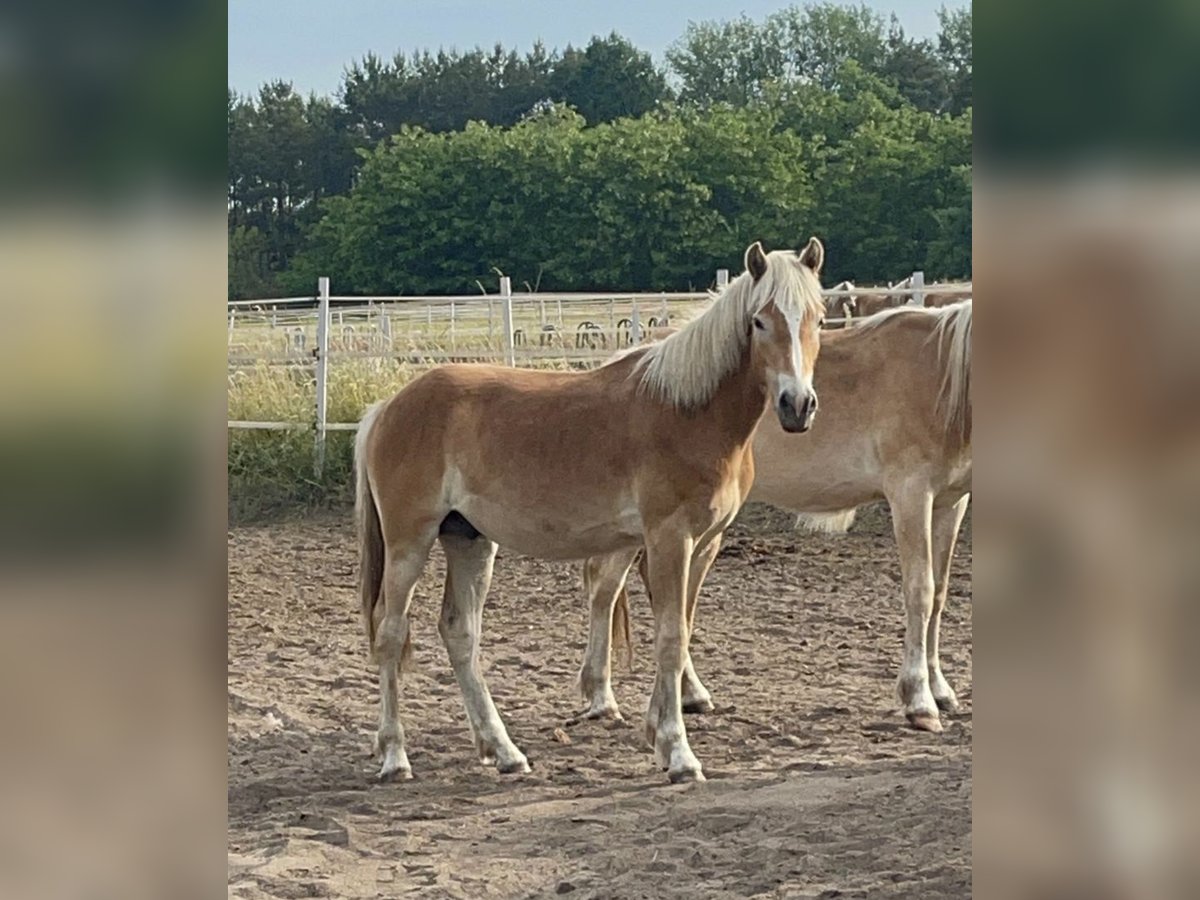 Haflinger Gelding 3 years 14,3 hh in Trebbin