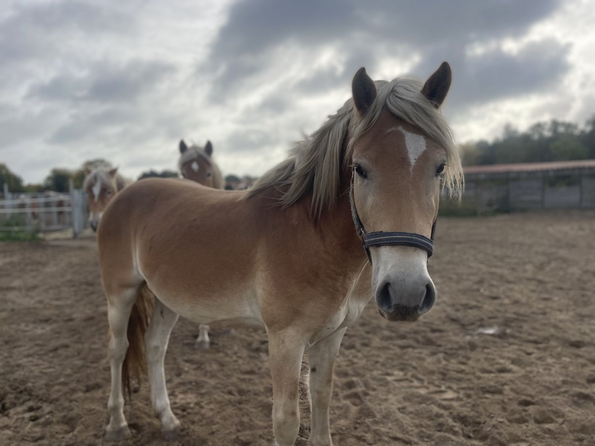 Haflinger Gelding 3 years 14,3 hh in Trebbin