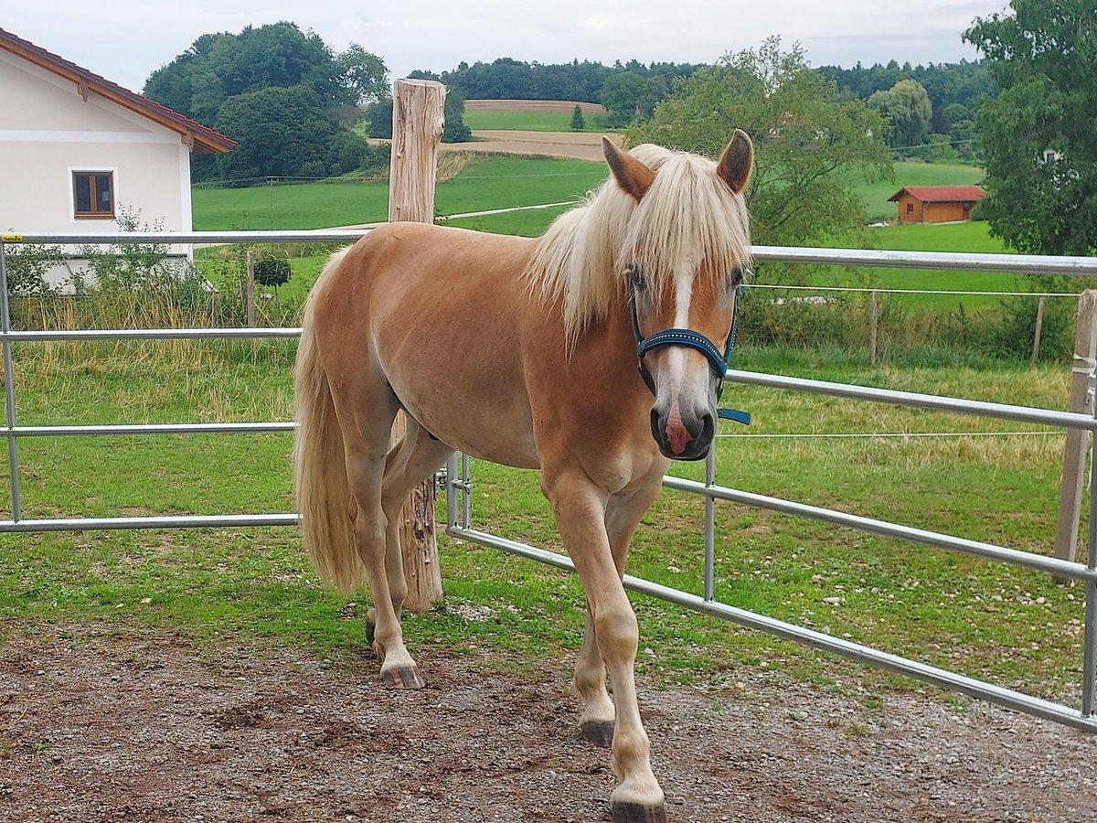 Haflinger Gelding 3 years 14 hh Chestnut-Red in Alt&#xF6;tting