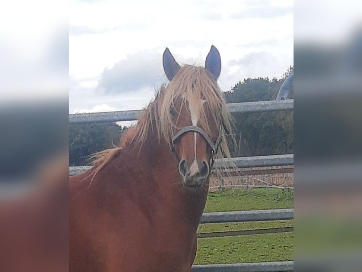 Haflinger Gelding 3 years 14 hh Sorrel in Diepholz