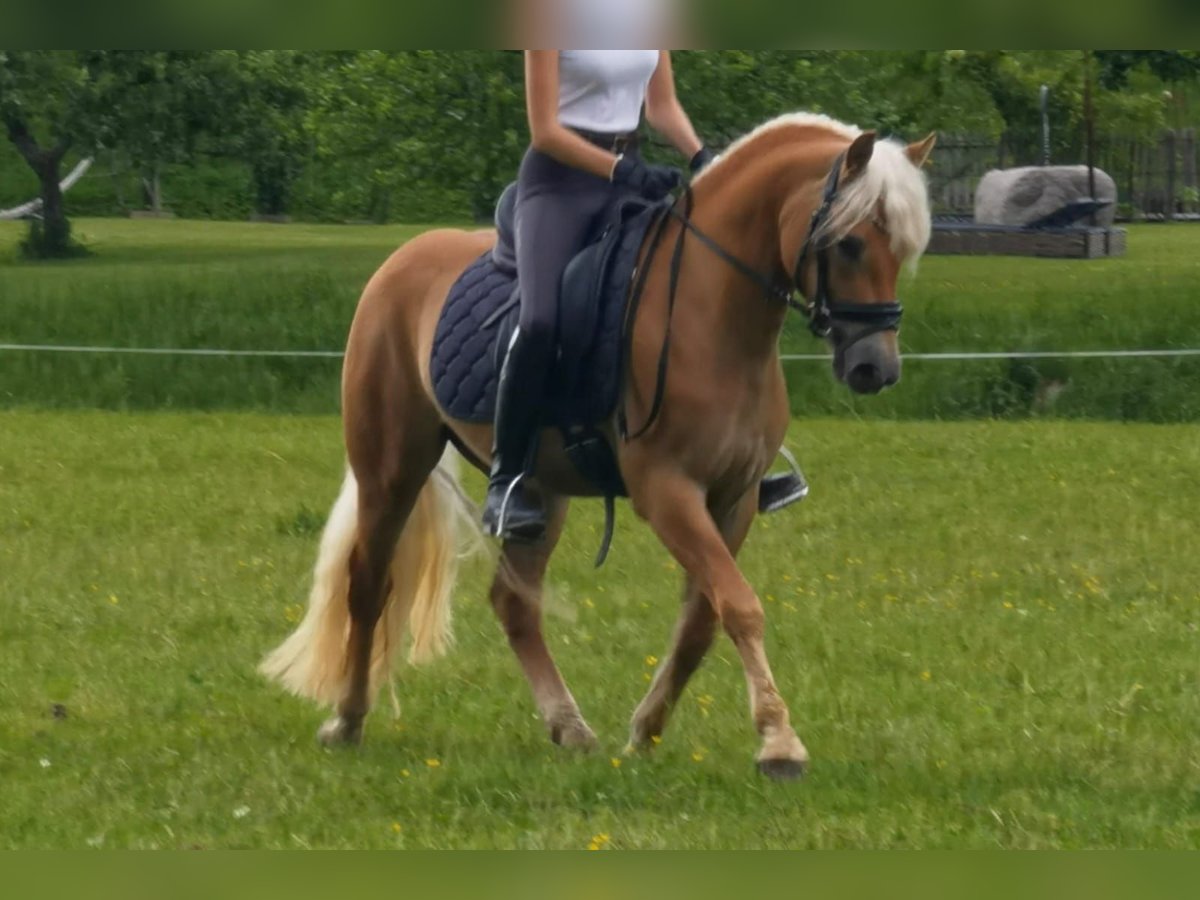 Haflinger Gelding 3 years 14,1 hh Chestnut in Bayrischzell