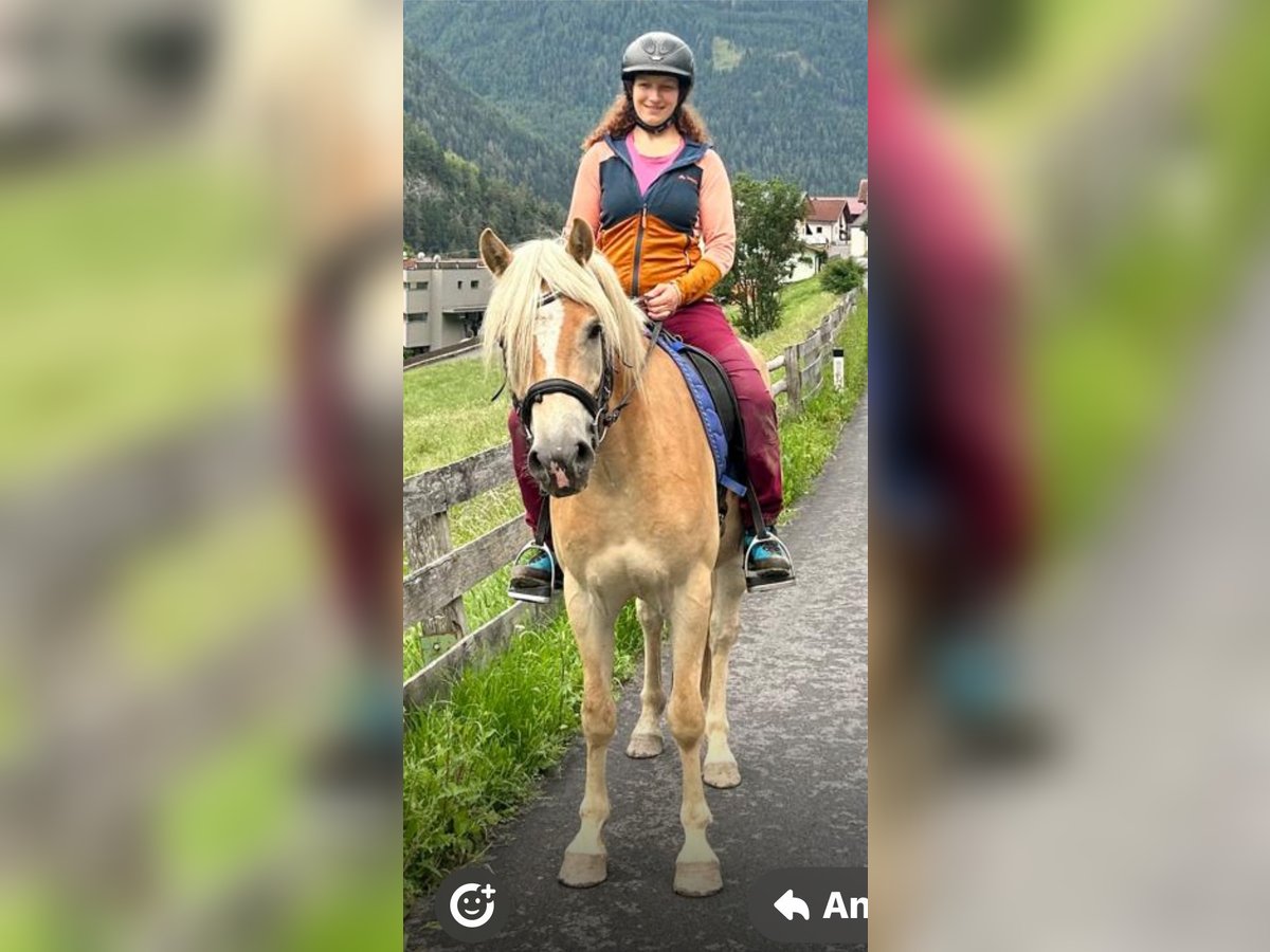 Haflinger Gelding 3 years 14,1 hh Chestnut-Red in Pfunds