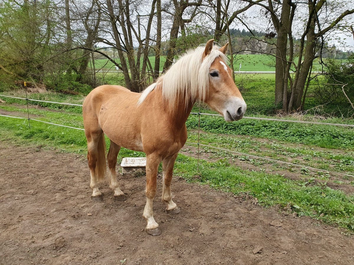 Haflinger Gelding 3 years 14,2 hh Chestnut-Red in Fischbachtal