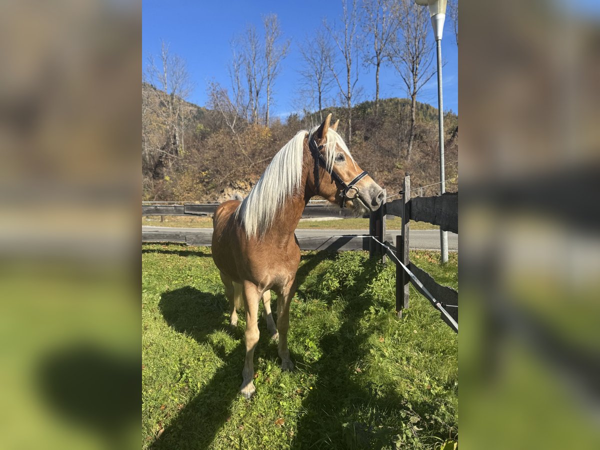 Haflinger Gelding 3 years 14,3 hh Chestnut-Red in St.Peter am Kammersberg