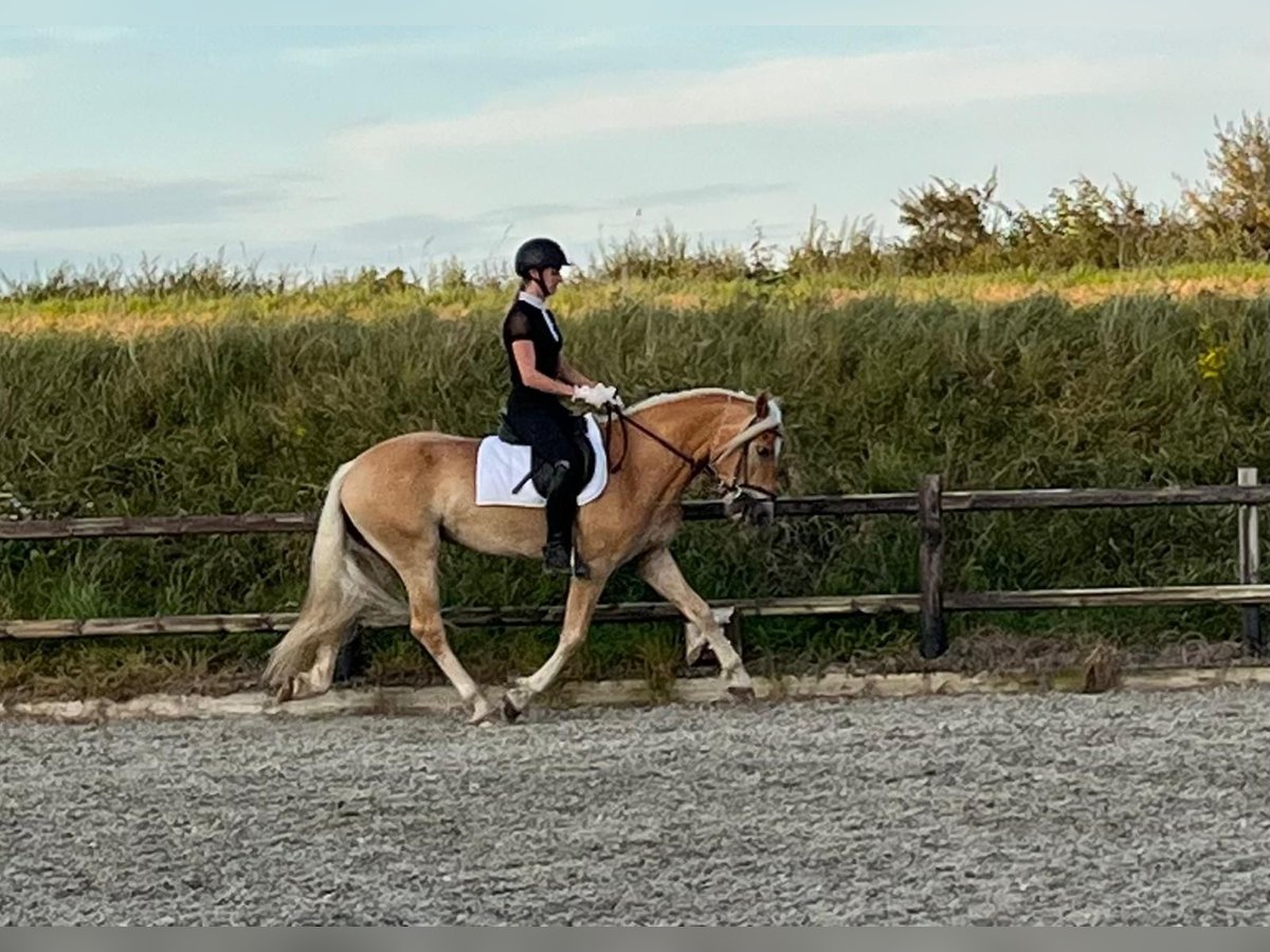 Haflinger Gelding 3 years 15,1 hh Chestnut-Red in Serooskerke