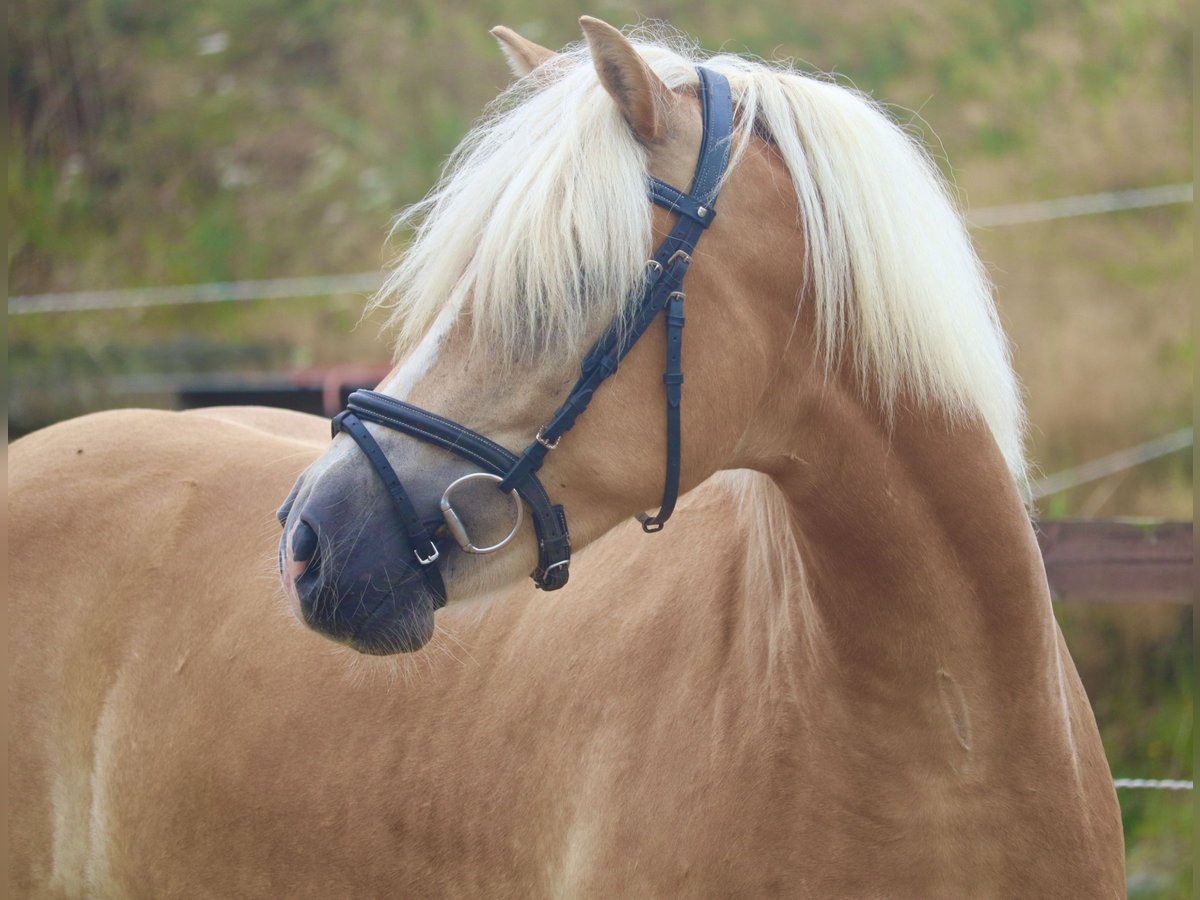 Haflinger Gelding 3 years 15 hh Chestnut-Red in Uelsen