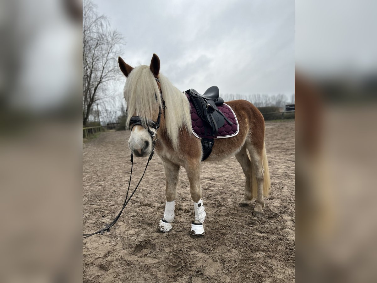 Haflinger Gelding 3 years 15 hh in Trebbin