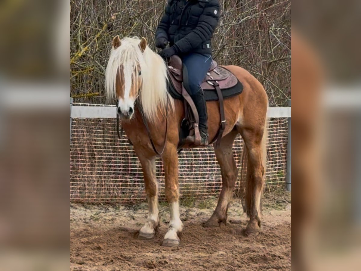 Haflinger Gelding 4 years 14,1 hh Chestnut-Red in Mainbernheim