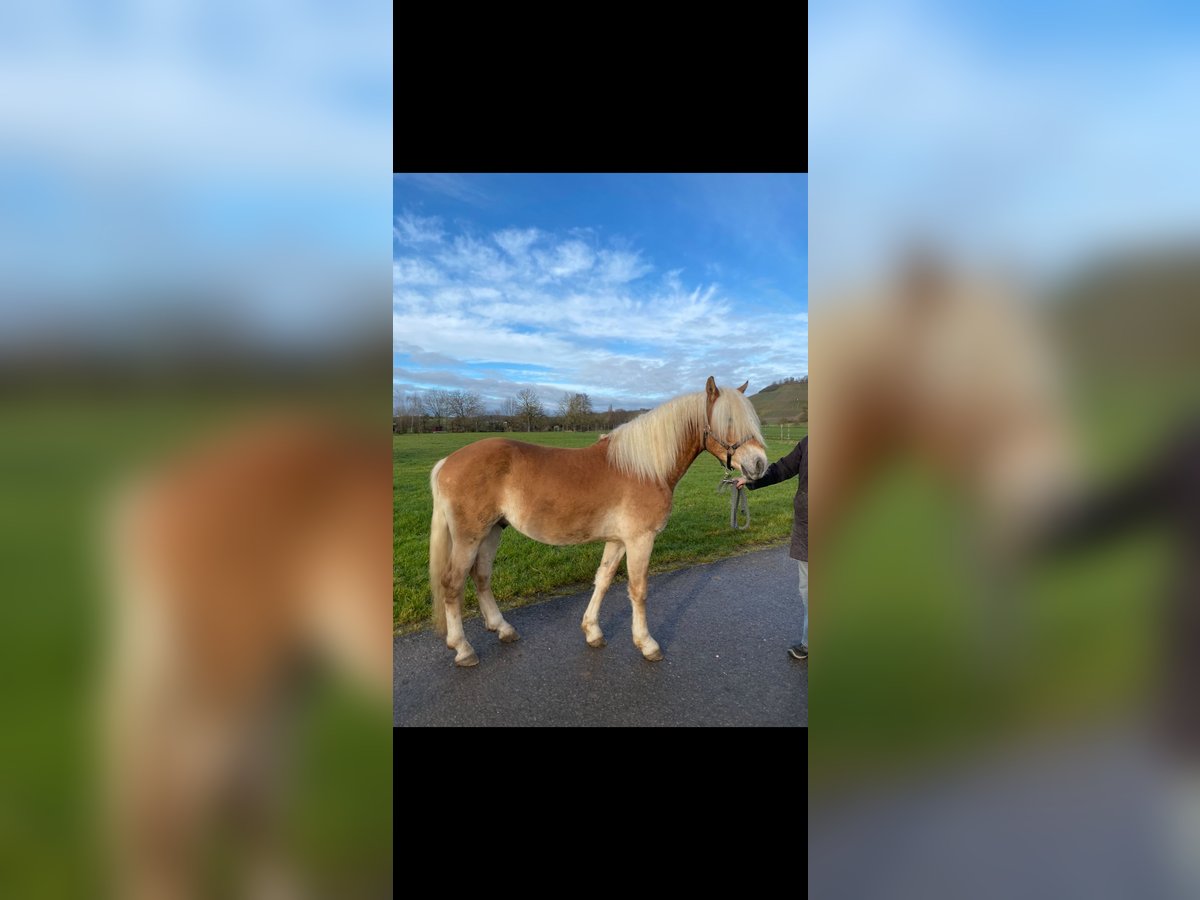 Haflinger Gelding 4 years 14,1 hh Dun in Brackenheim