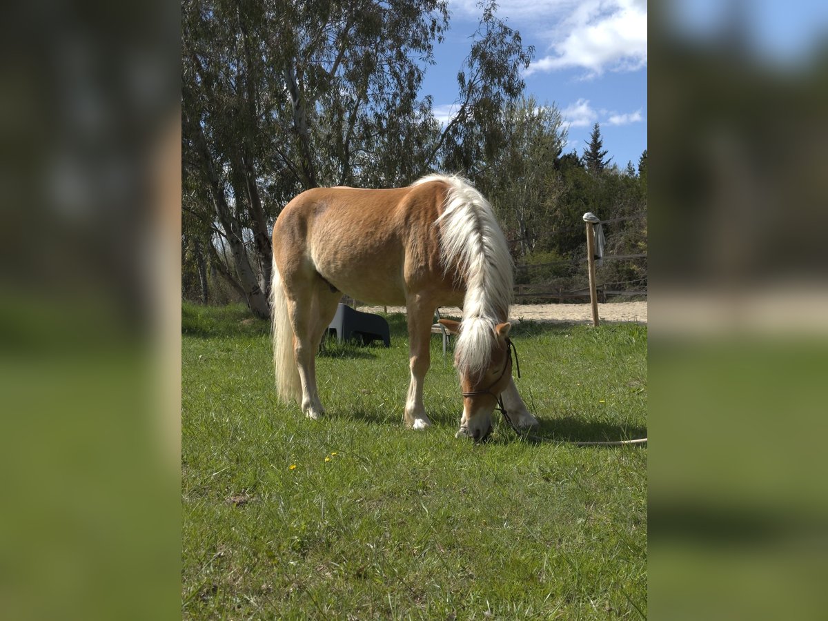 Haflinger Gelding 4 years 14,1 hh in laudun l&#39;ardoise