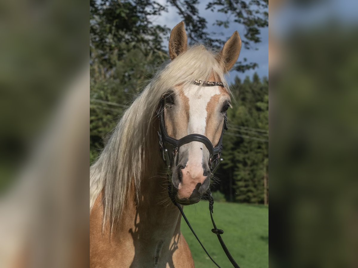 Haflinger Gelding 4 years 14,1 hh Palomino in St.oswald Bei Fr