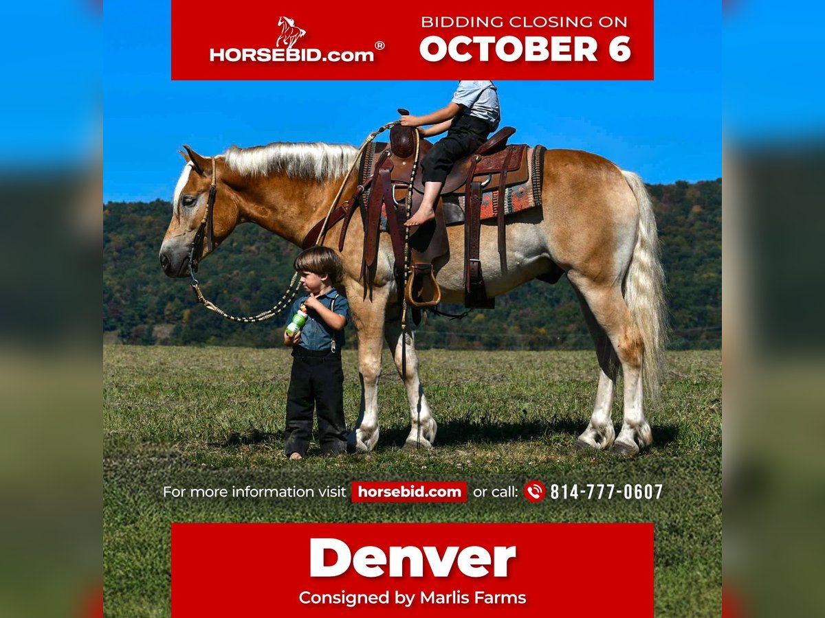 Haflinger Gelding 4 years 14,1 hh in Rebersburg, PA