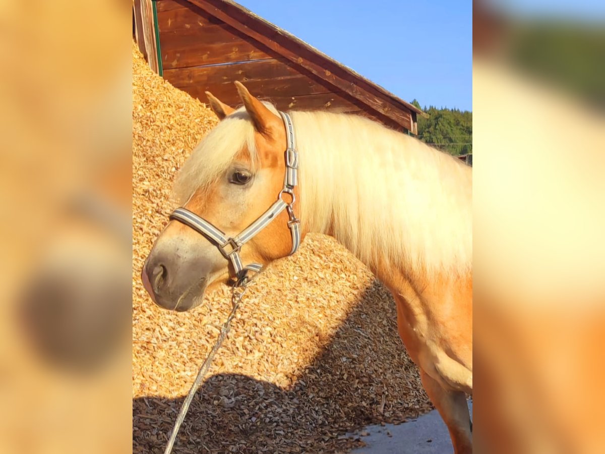 Haflinger Gelding 4 years 14,2 hh Chestnut-Red in Geretsberg