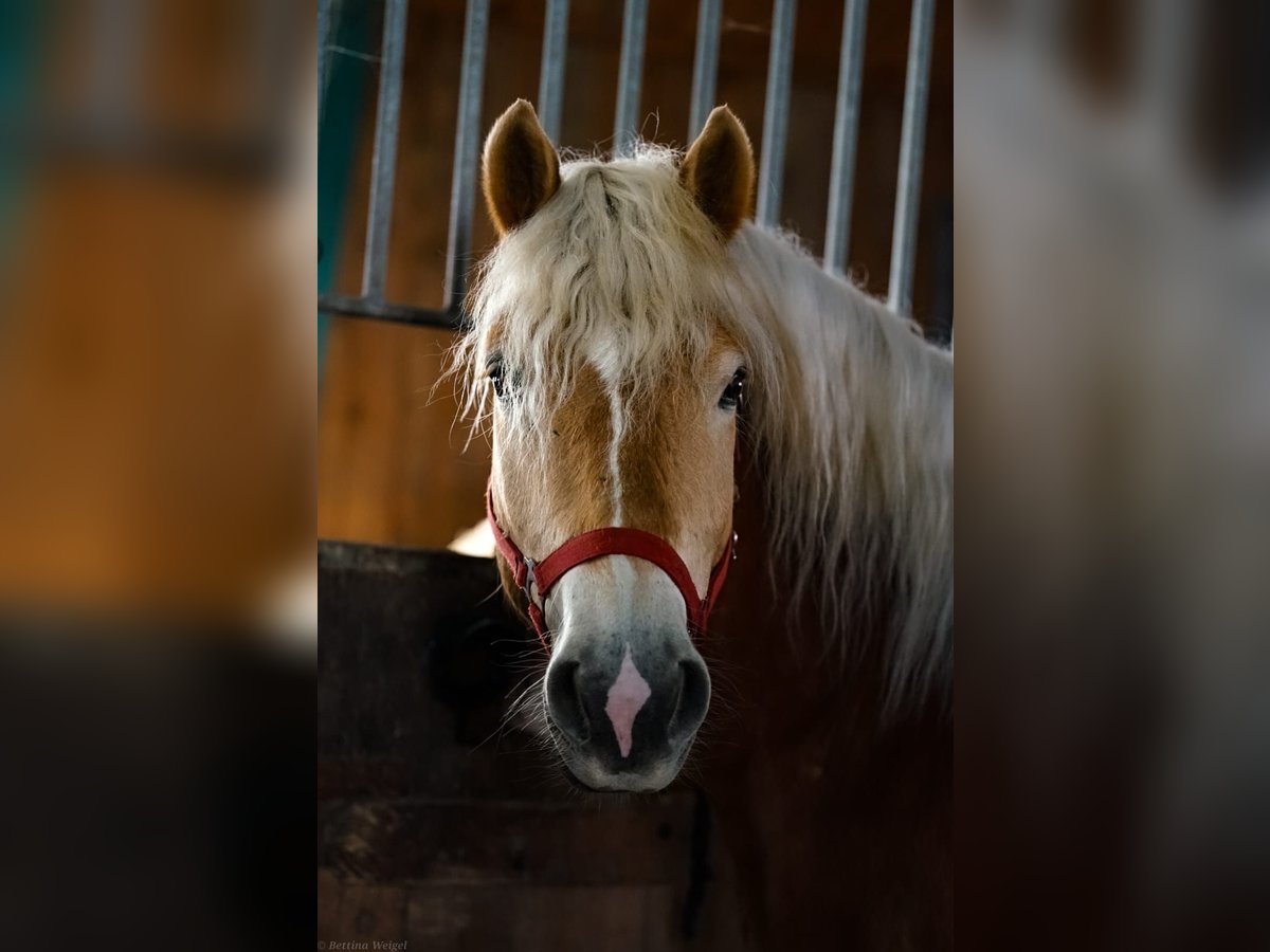 Haflinger Gelding 4 years 14,2 hh Chestnut-Red in Mold