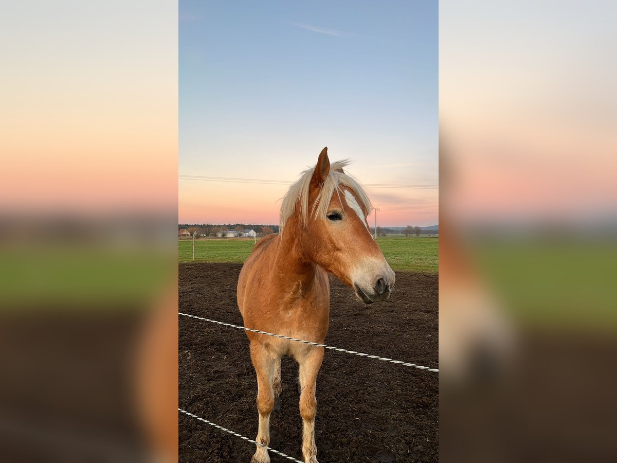 Haflinger Gelding 4 years 14,2 hh Chestnut-Red in Wolferstadt