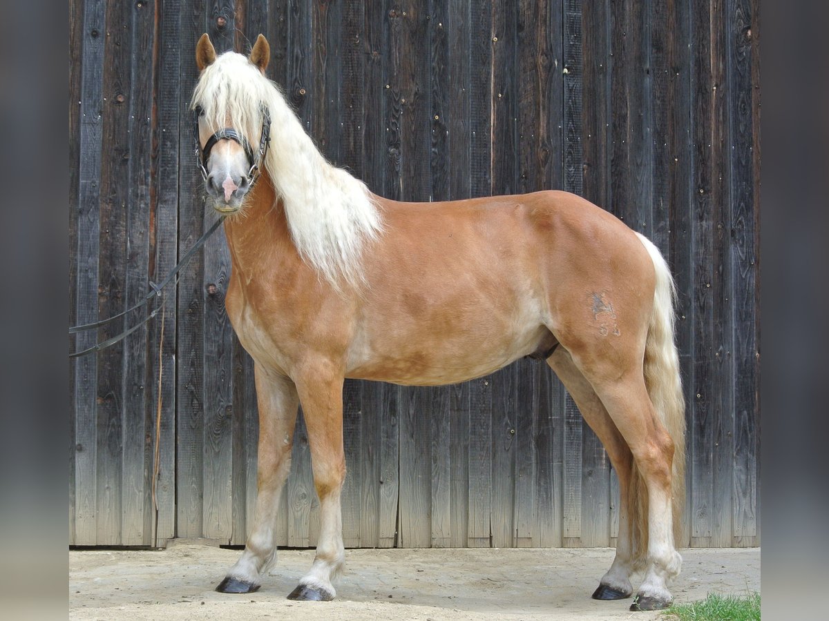 Haflinger Gelding 4 years 14,2 hh in Groß Siegharts