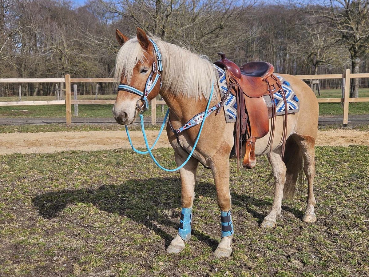 Haflinger Gelding 4 years 14,3 hh Chestnut-Red in Linkenbach