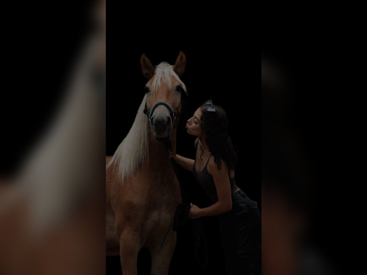 Haflinger Gelding 4 years 14,1 hh Chestnut-Red in Biala Podlaska